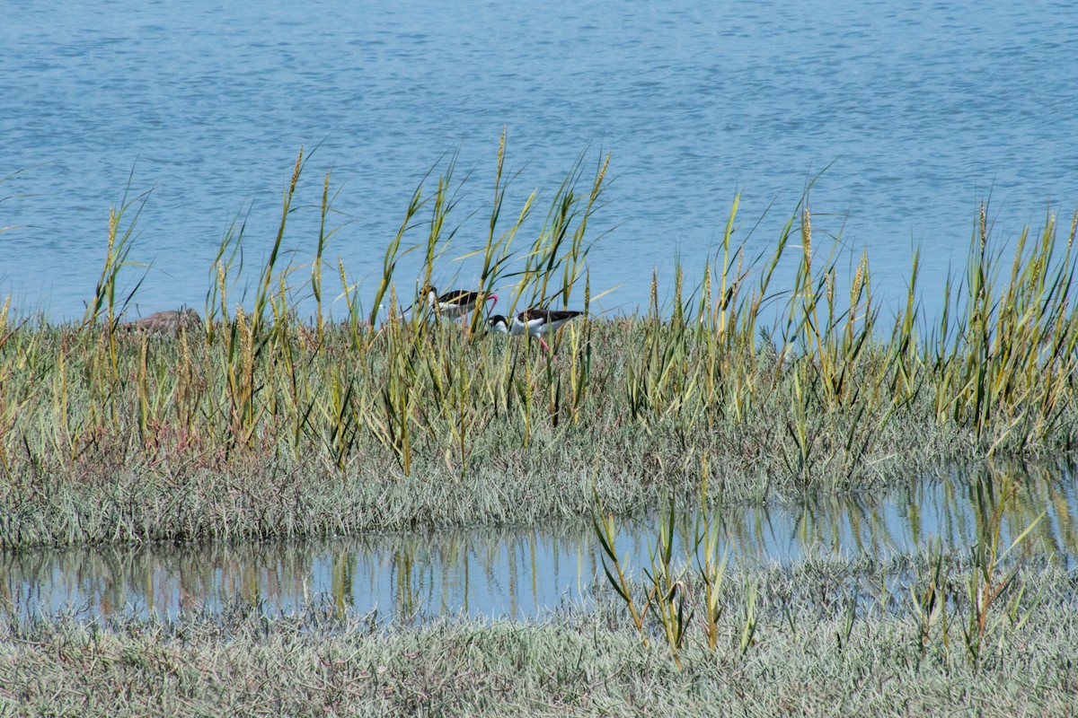 Black-necked Stilt - Nicole Weger