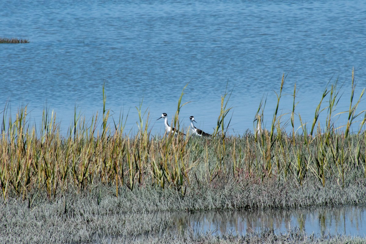 Black-necked Stilt - ML112601441