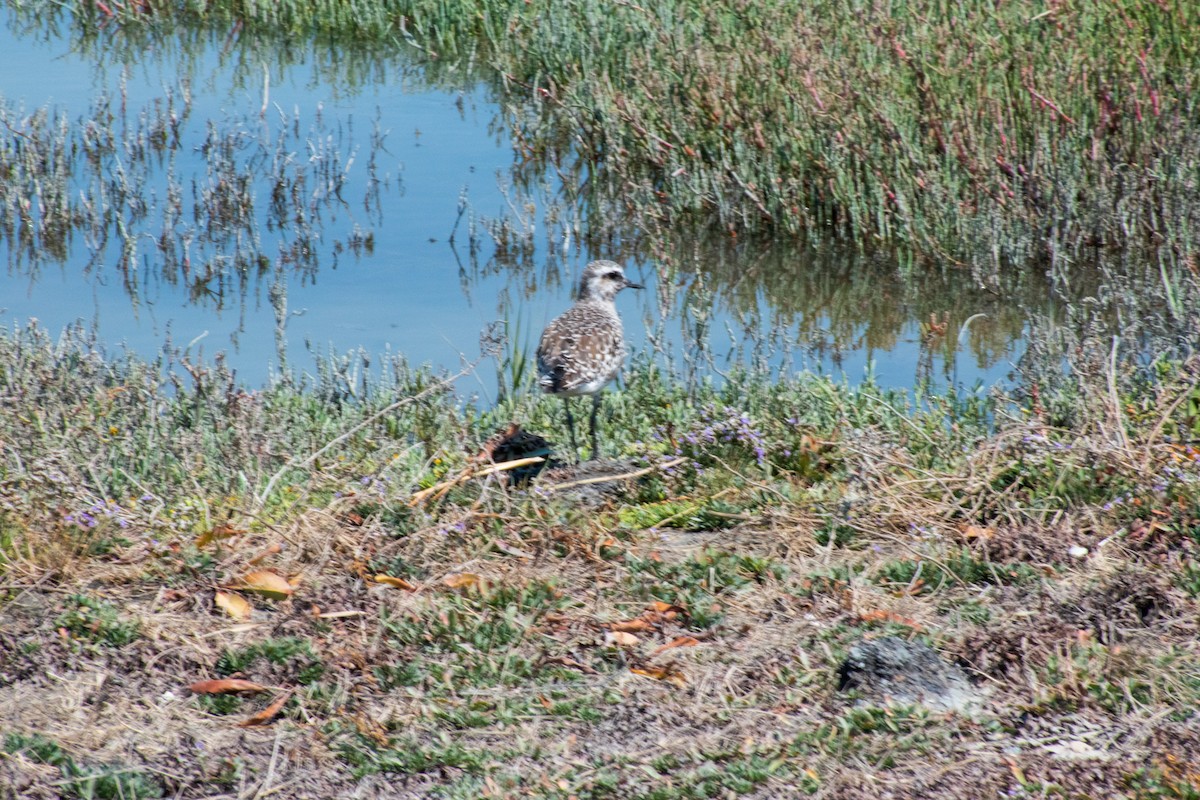 Black-bellied Plover - Nicole Weger