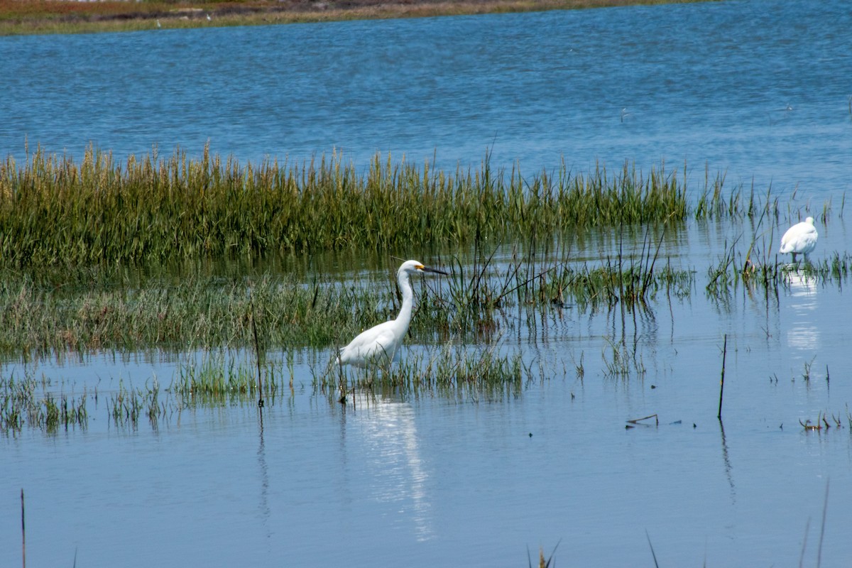 Snowy Egret - ML112601751