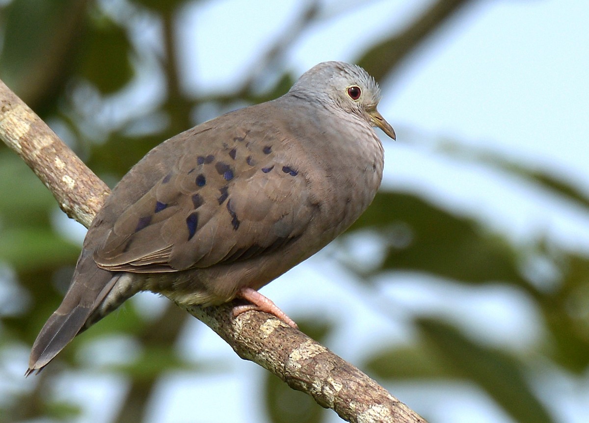 Plain-breasted Ground Dove - ML112602391