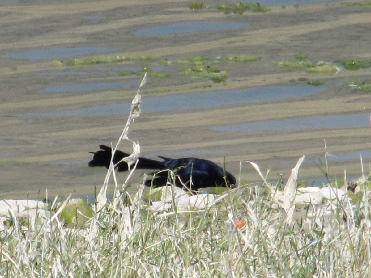 Great-tailed Grackle - Carl Lundblad