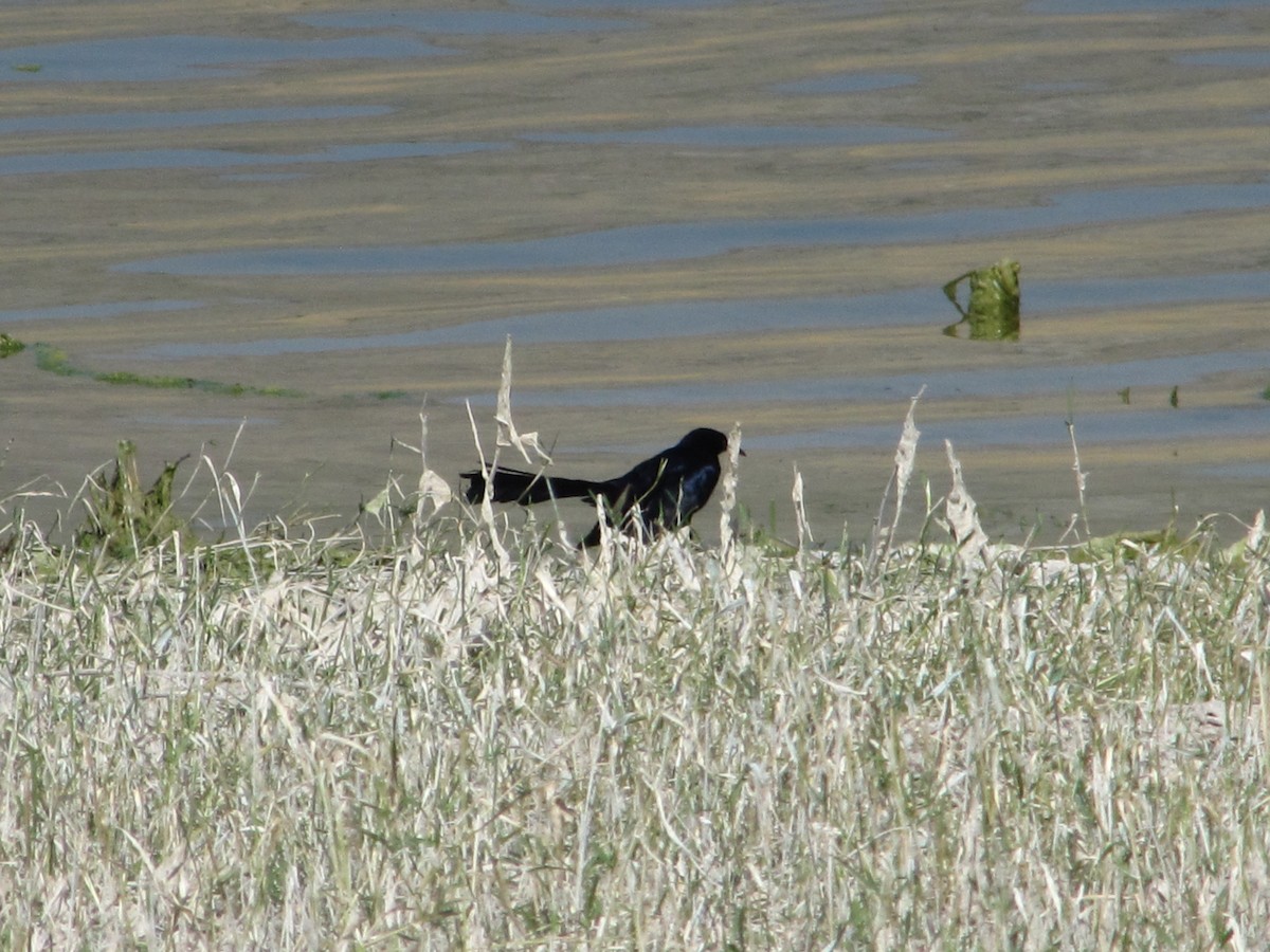 Great-tailed Grackle - ML112603551