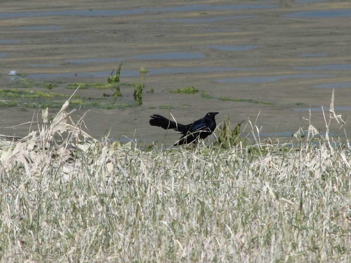 Great-tailed Grackle - Carl Lundblad