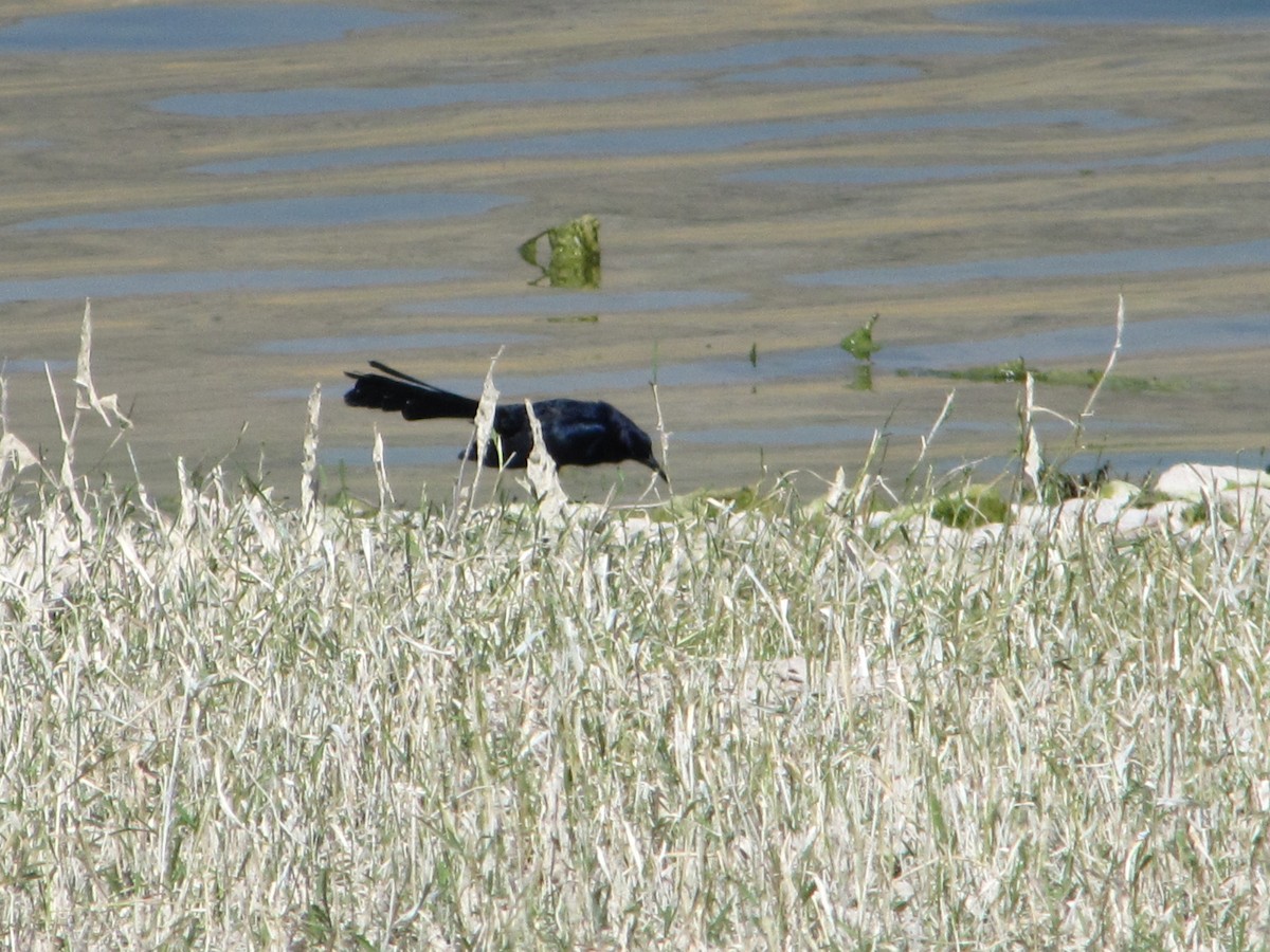 Great-tailed Grackle - ML112603591