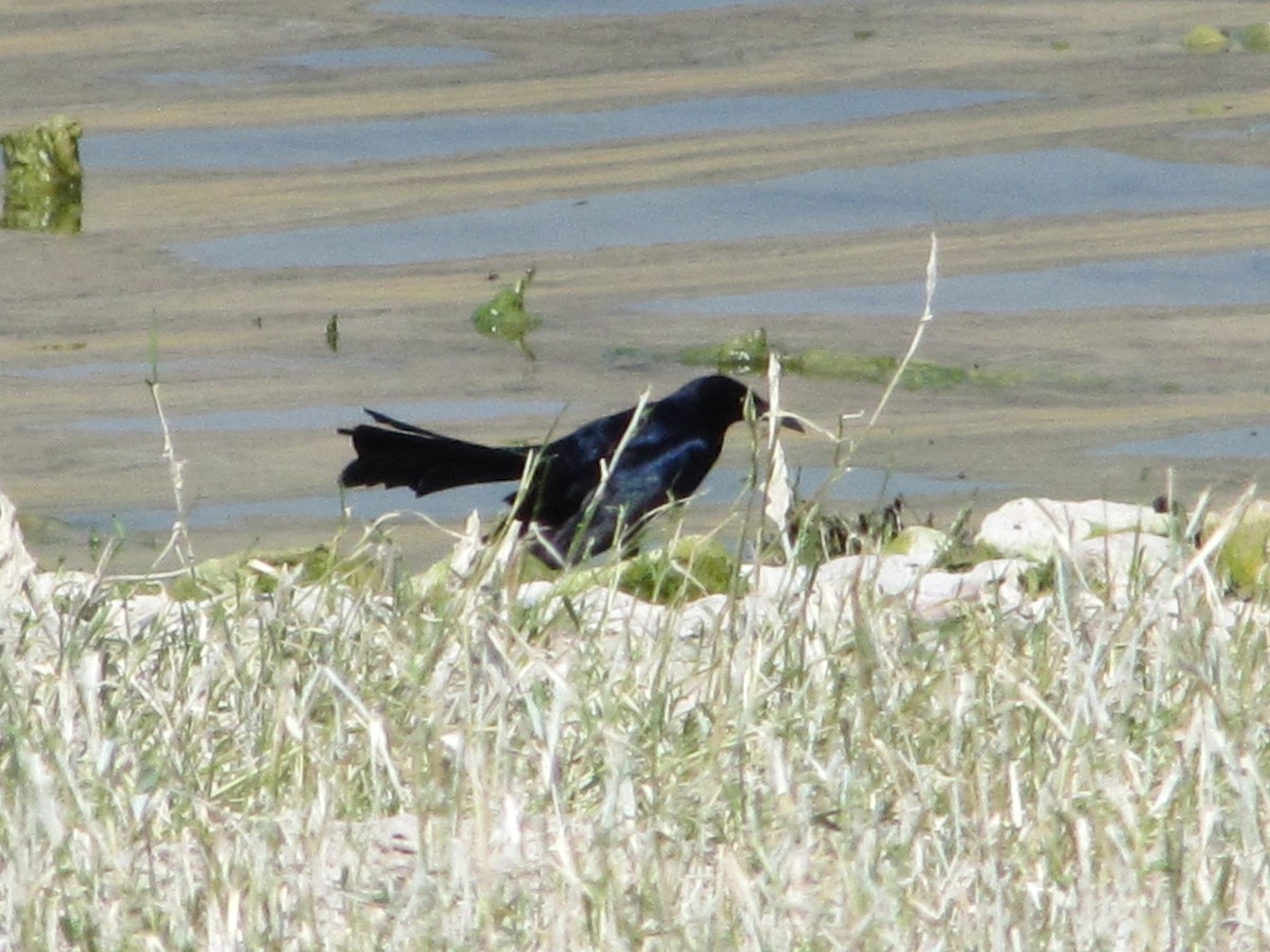 Great-tailed Grackle - ML112603601