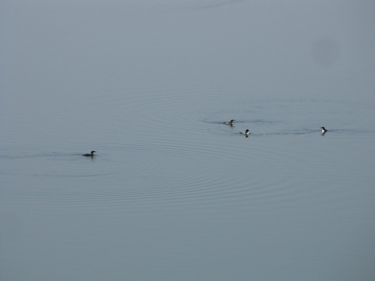 Common Loon - ML112603641