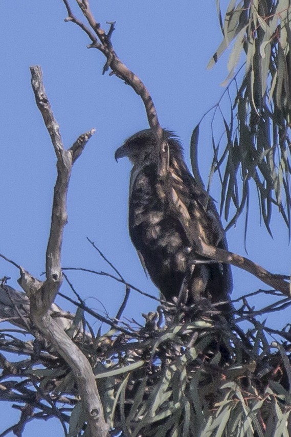 Wedge-tailed Eagle - ML112604181