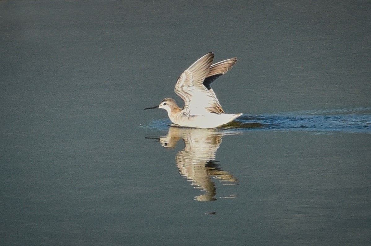 hvithalesvømmesnipe - ML112604221