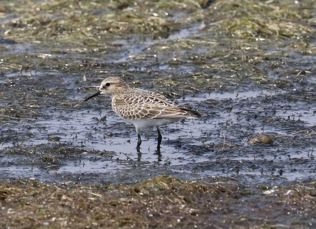 Baird's Sandpiper - Kent Van Vuren