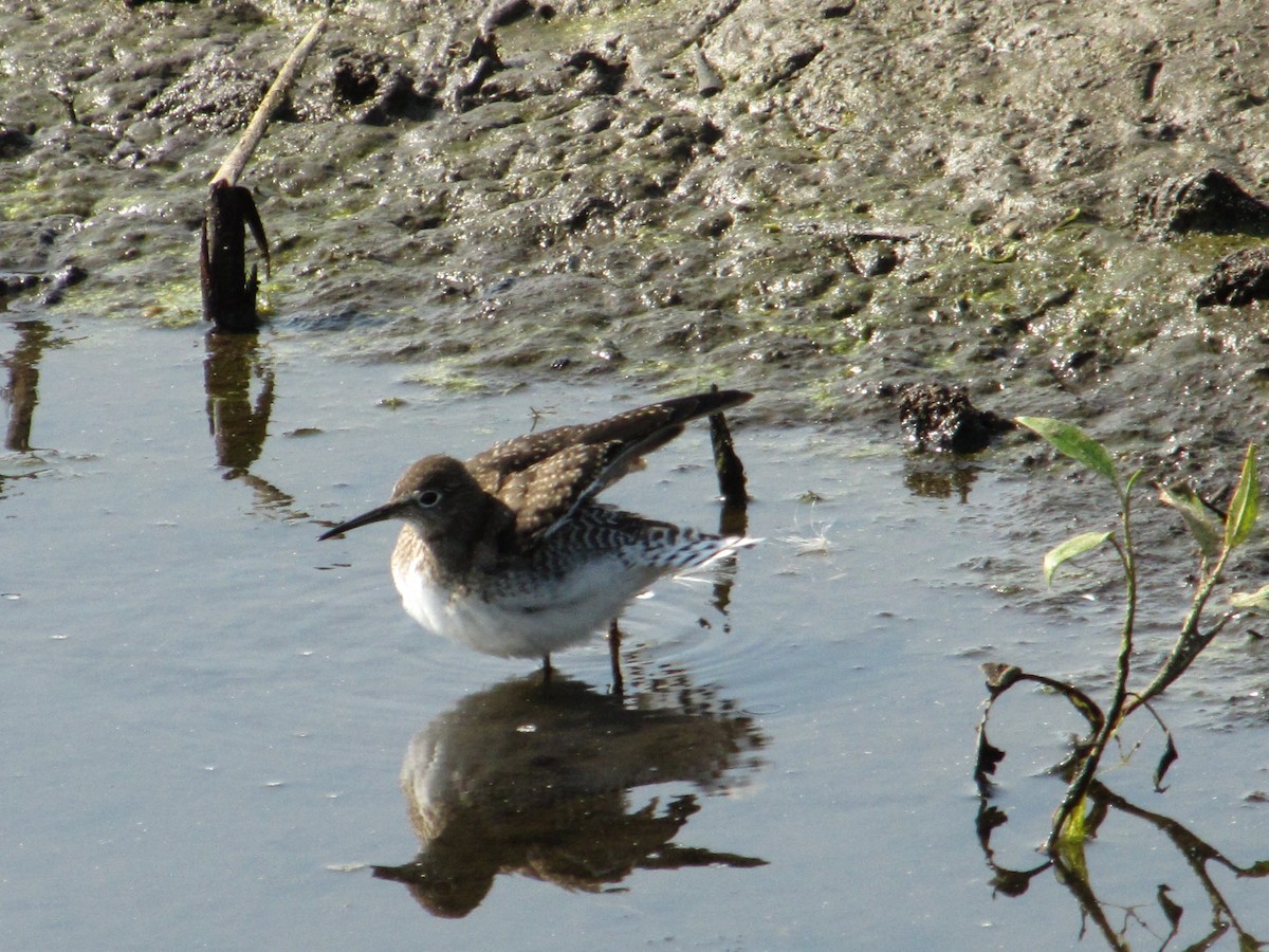 Solitary Sandpiper - ML112605091