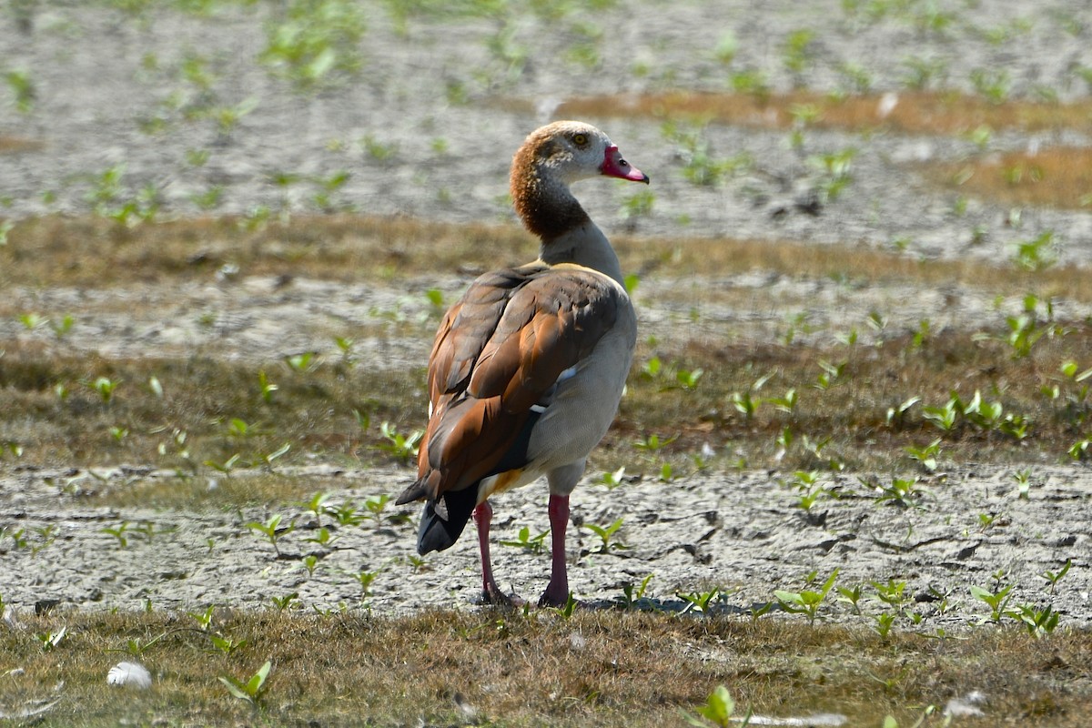 Egyptian Goose - ML112605591