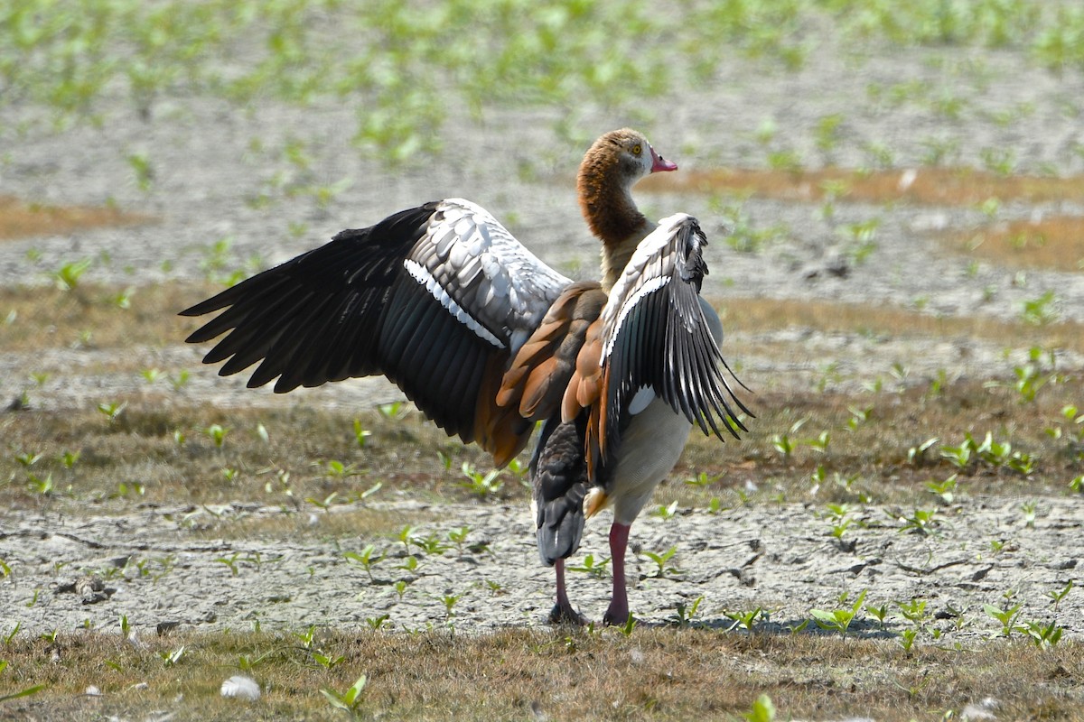 Egyptian Goose - ML112605601