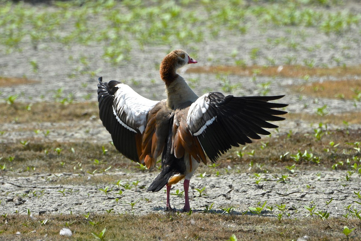 Egyptian Goose - ML112605611