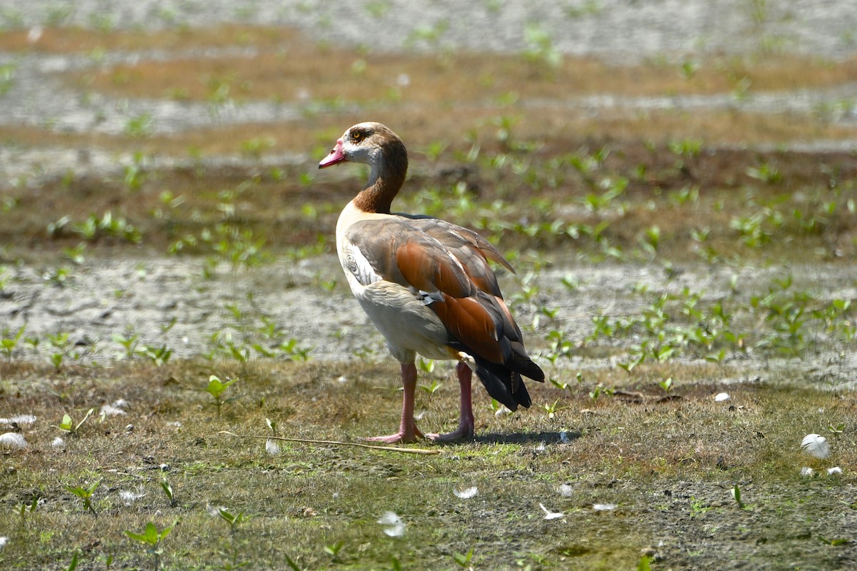 Egyptian Goose - ML112605621