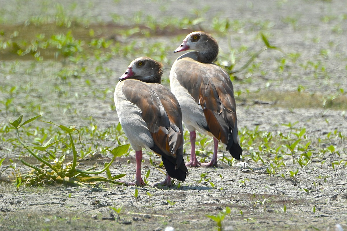 Egyptian Goose - ML112605631