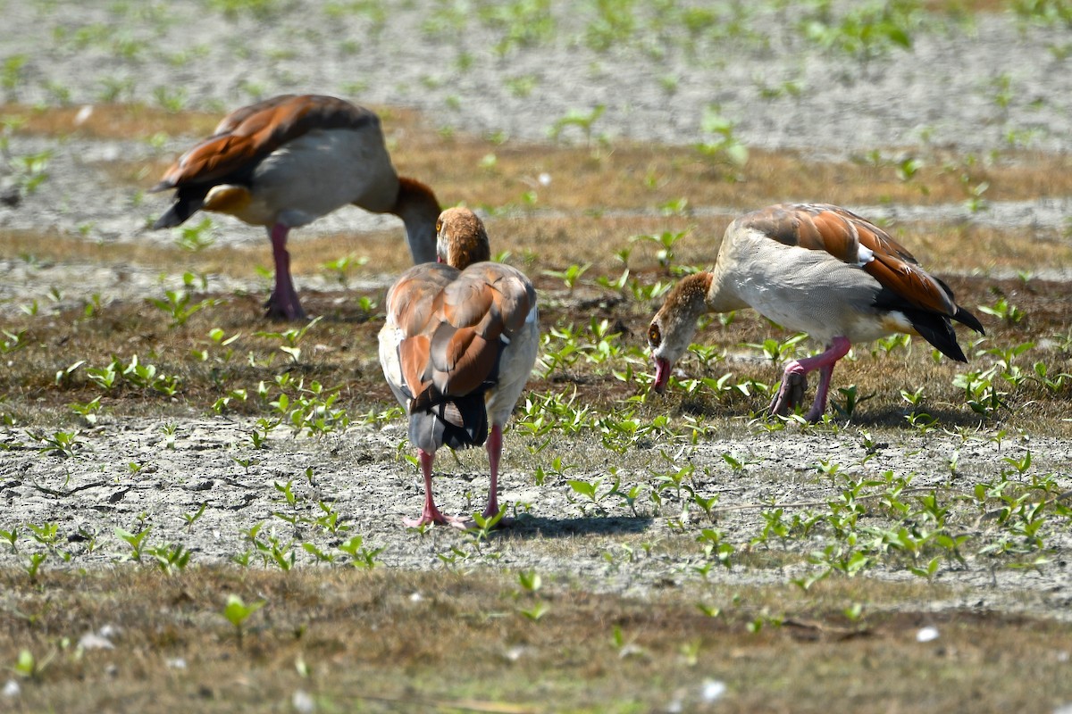 Egyptian Goose - ML112605641