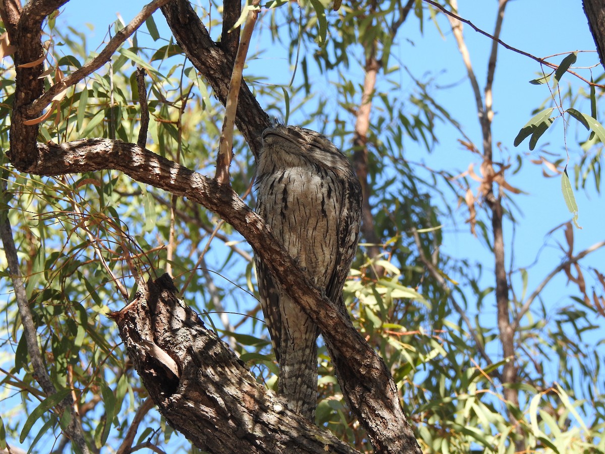 Tawny Frogmouth - ML112606441