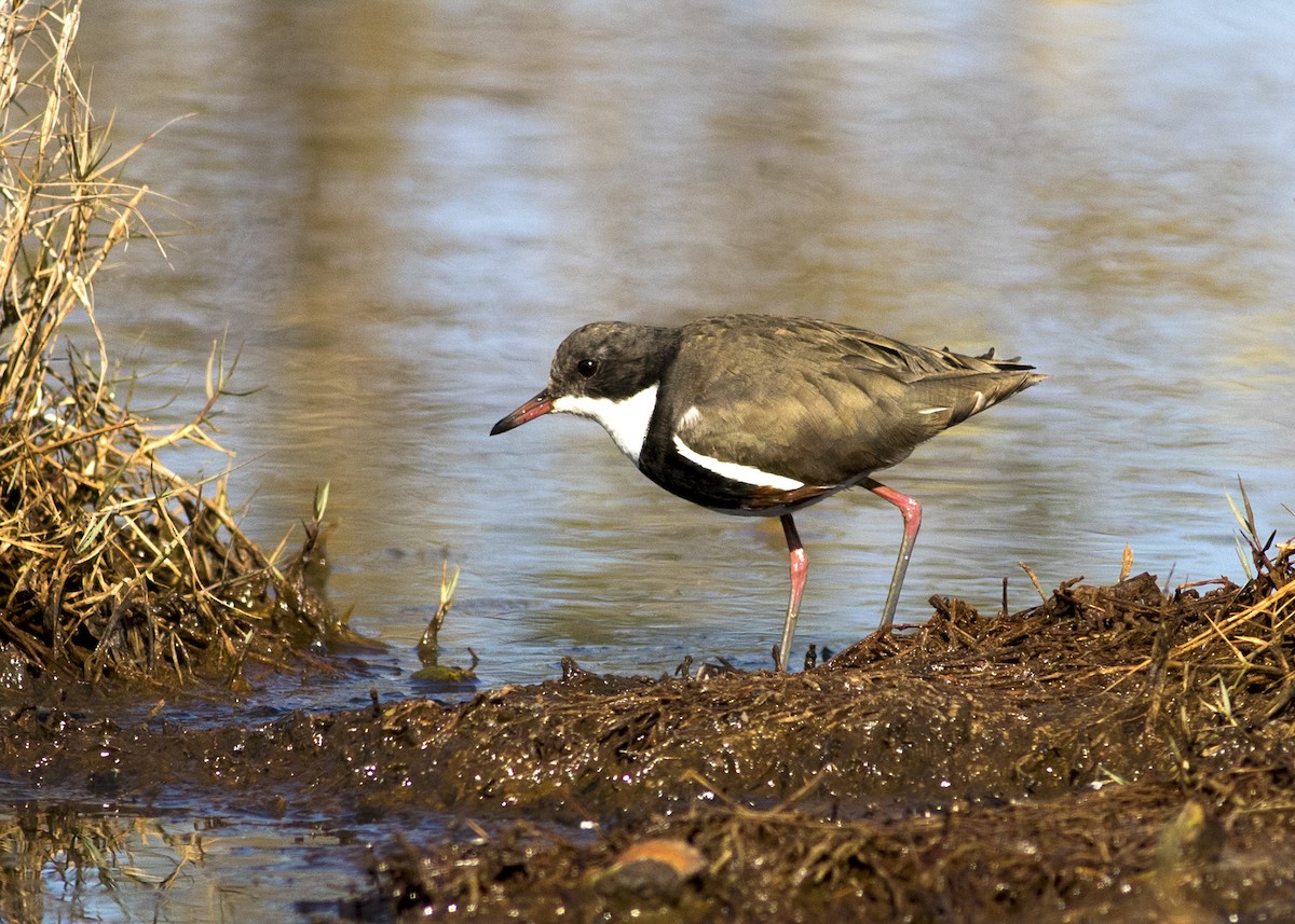 Red-kneed Dotterel - Stephen Murray