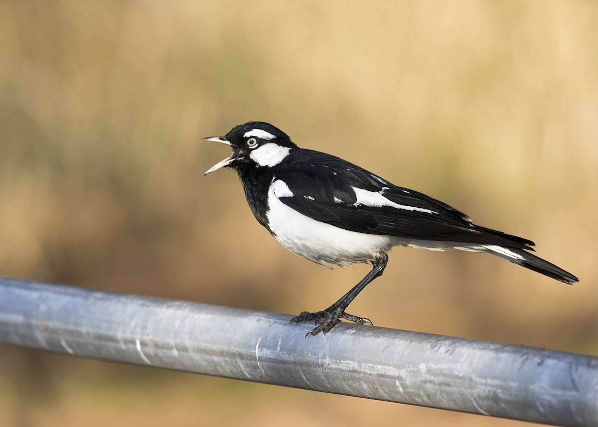 Magpie-lark - Stephen Murray