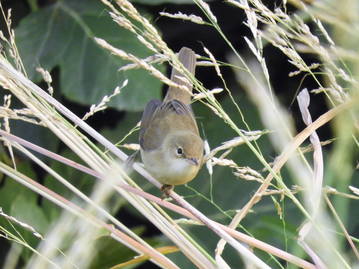 Marsh Warbler - ML112607441