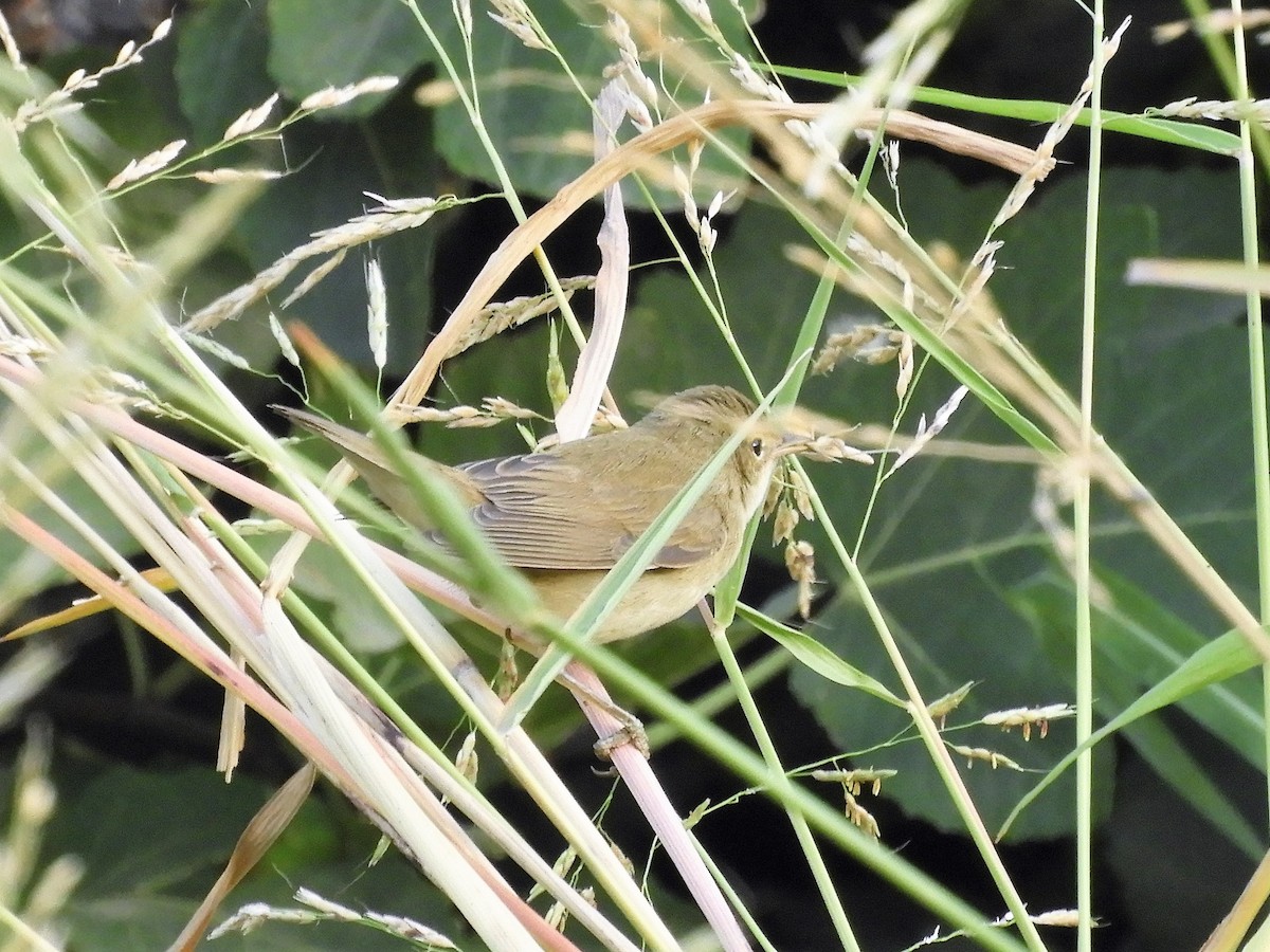 Marsh Warbler - ML112607471