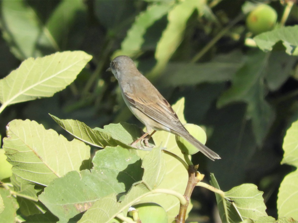 Greater Whitethroat - ML112607671