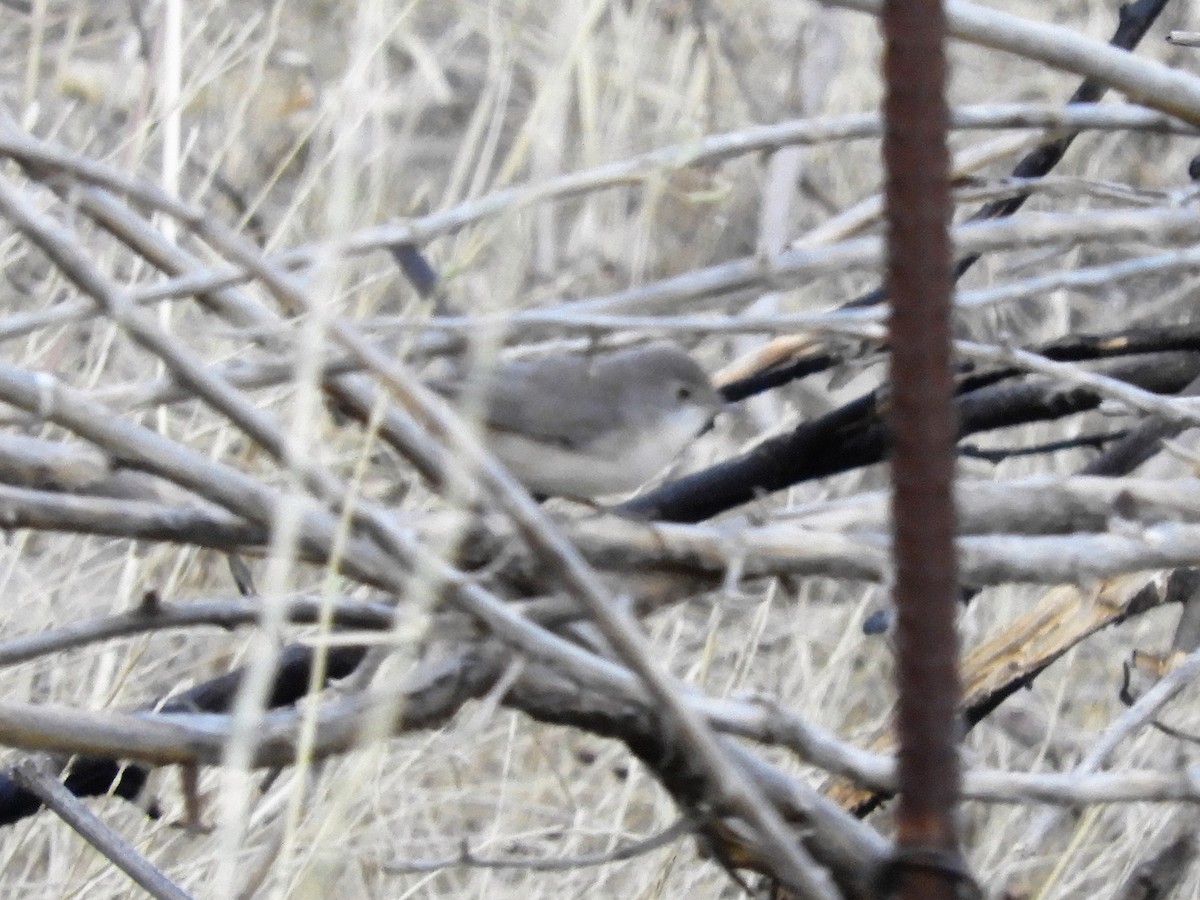 Menetries's Warbler - ML112607701