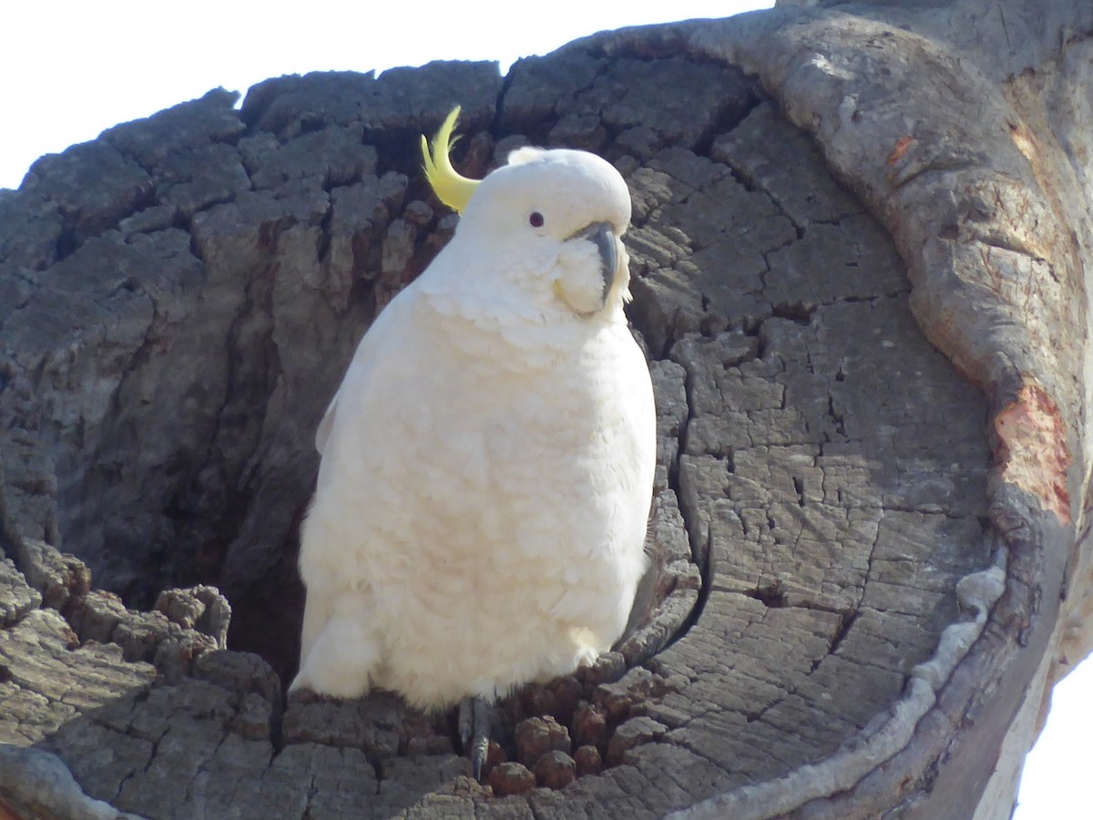 Sulphur-crested Cockatoo - ML112608121