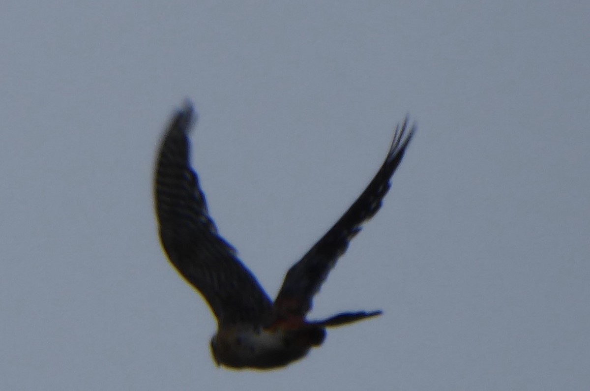 American Kestrel - ML112608291