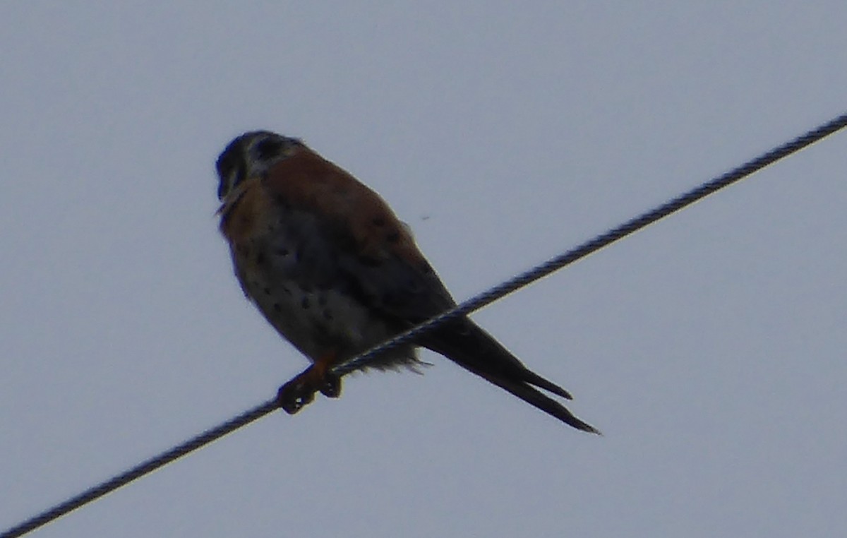 American Kestrel - ML112608301