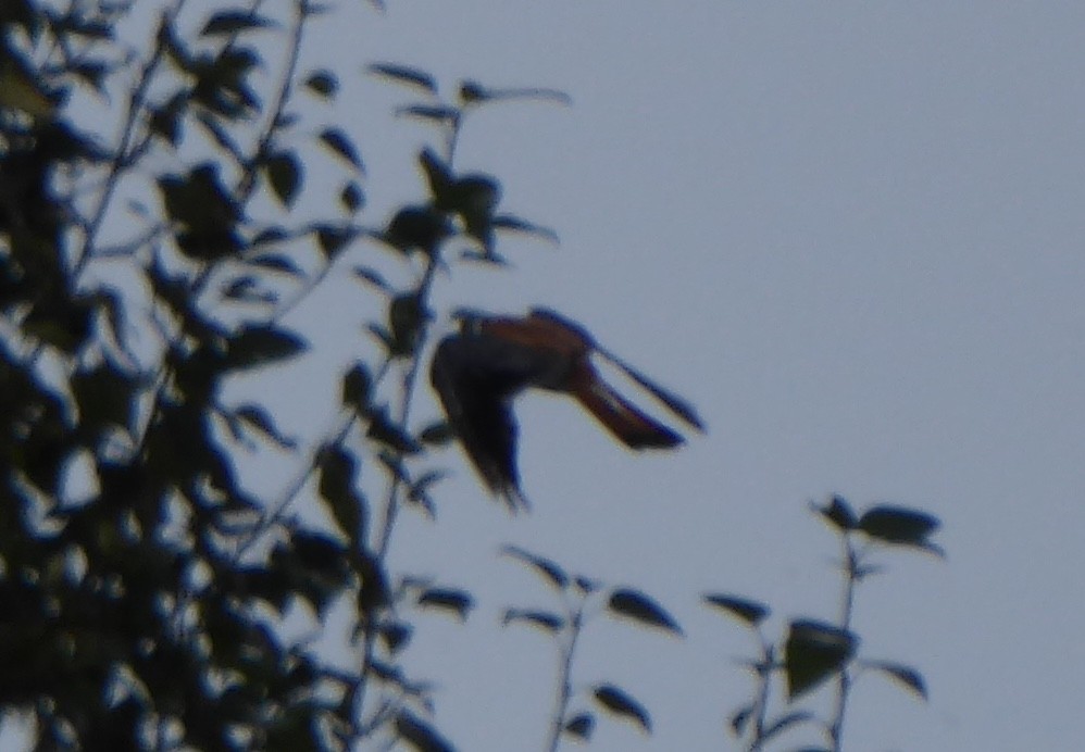 American Kestrel - ML112608311