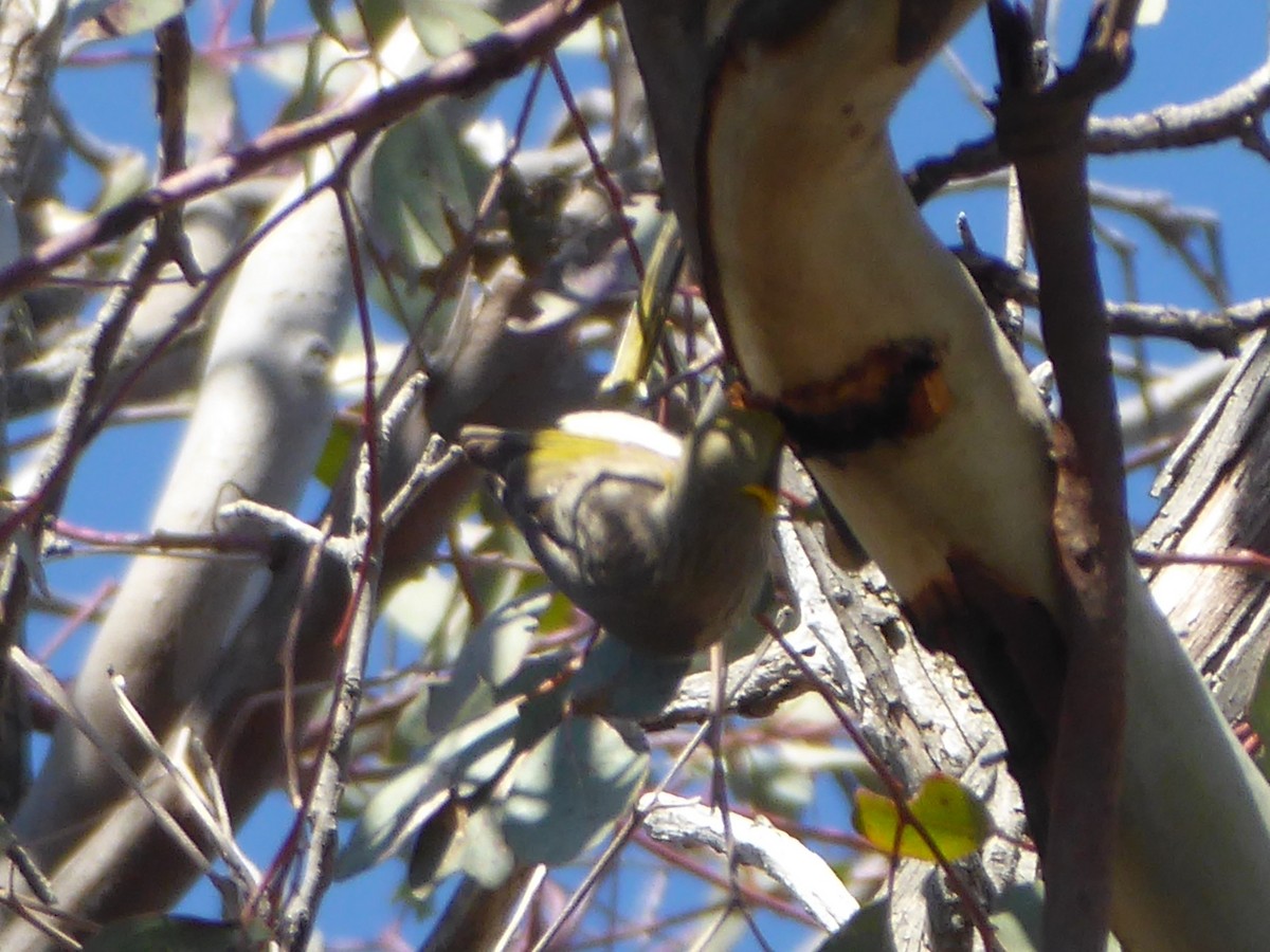 Yellow-plumed Honeyeater - ML112608421