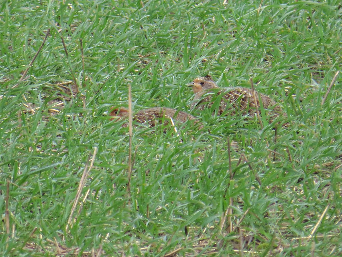 Gray Partridge - ML112608521