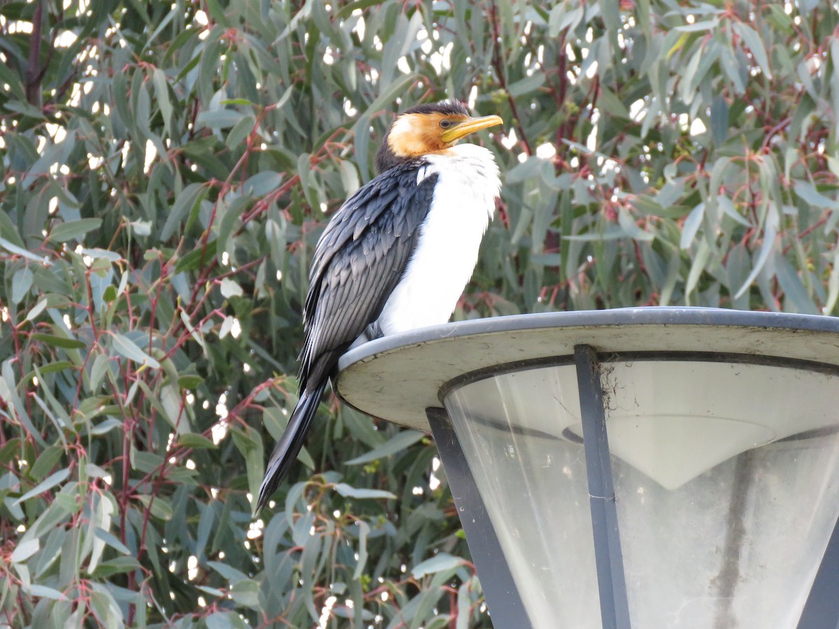 Little Pied Cormorant - ML112608911