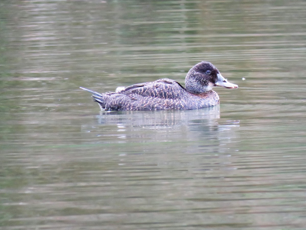 Blue-billed Duck - ML112609101