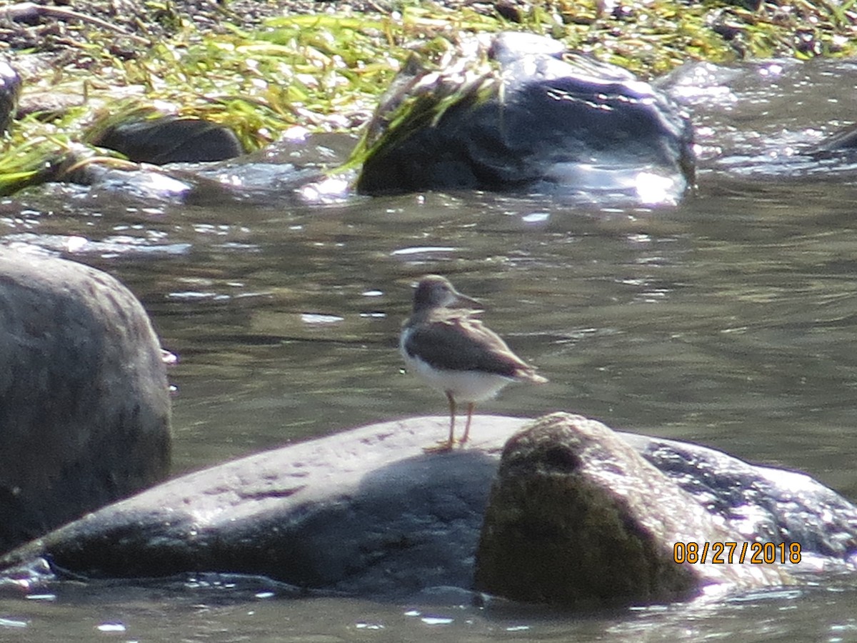 Spotted Sandpiper - ML112610931