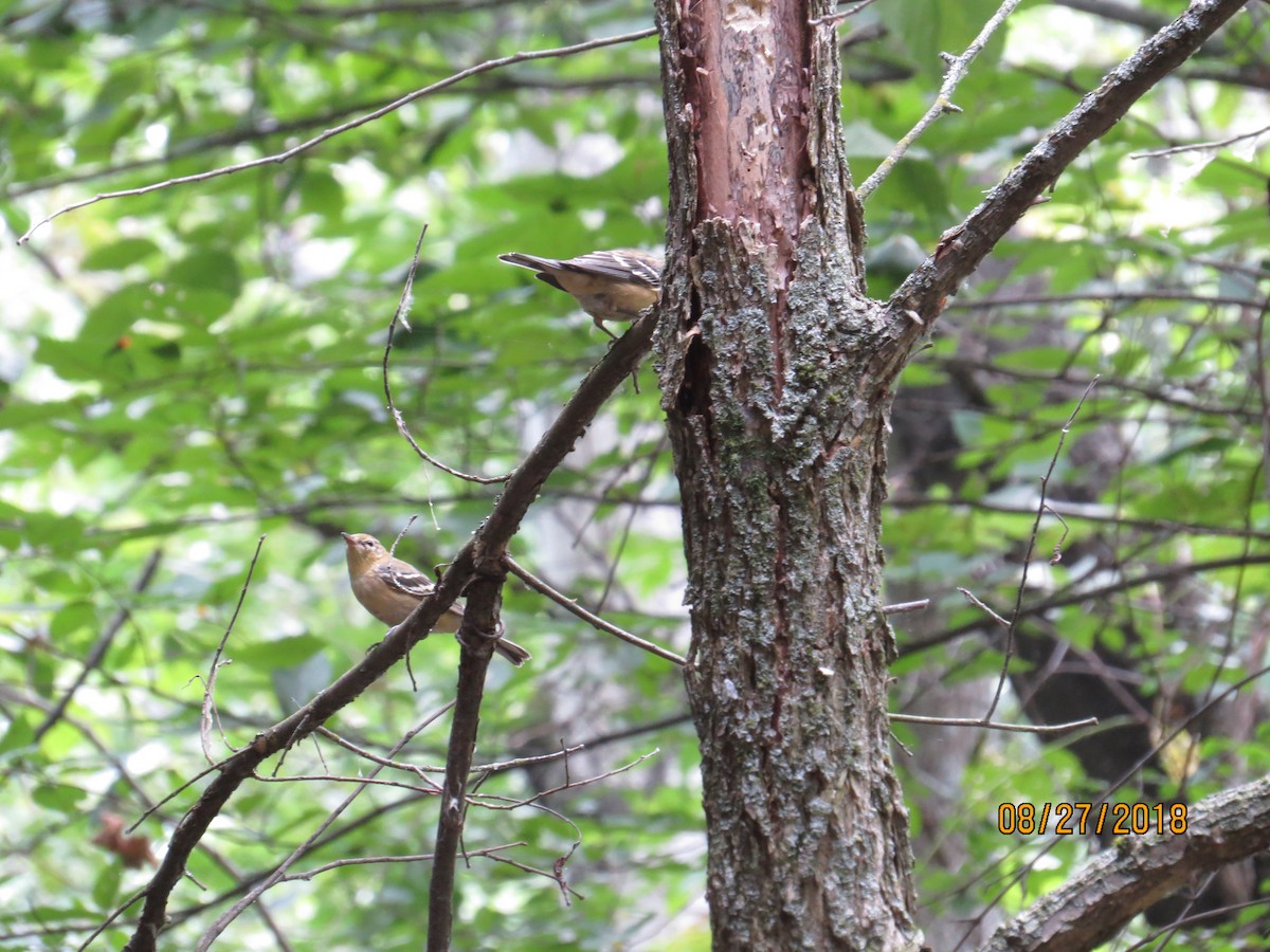 Bay-breasted Warbler - ML112610981