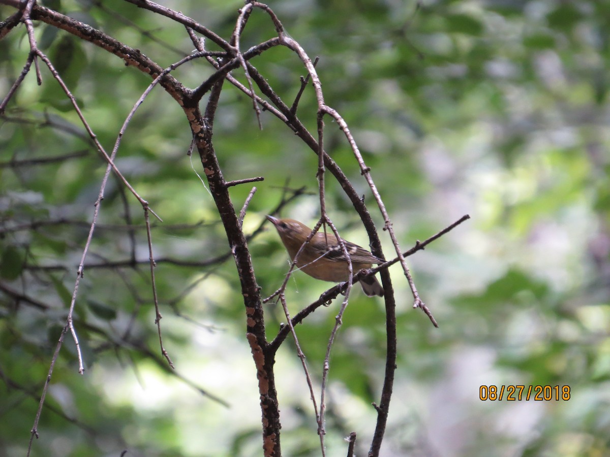 Bay-breasted Warbler - ML112611141