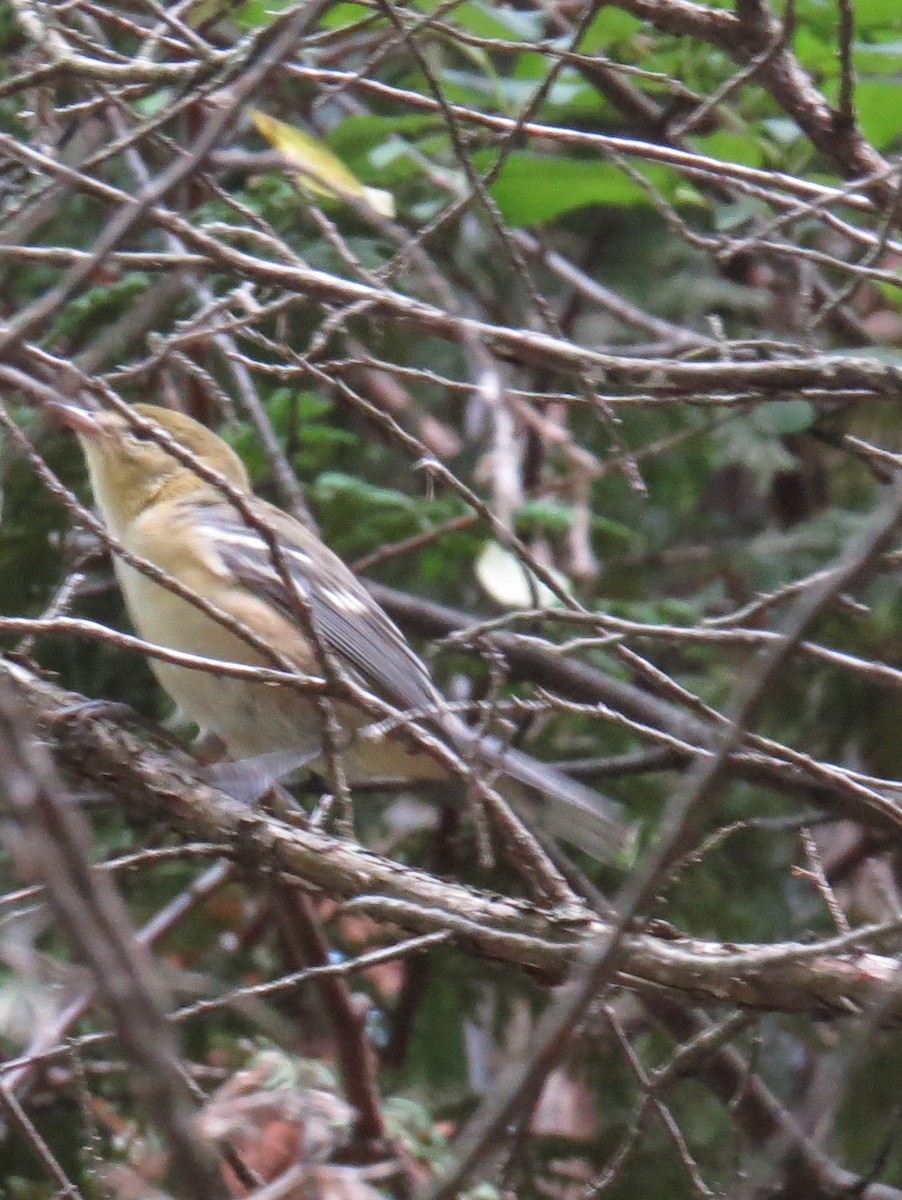 Bay-breasted Warbler - ML112611161