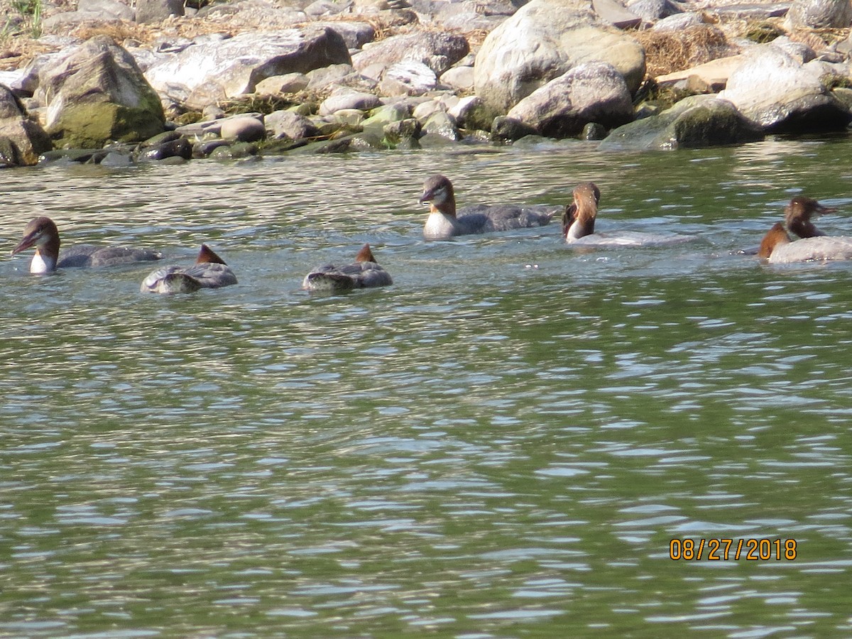 Common Merganser - ML112611221