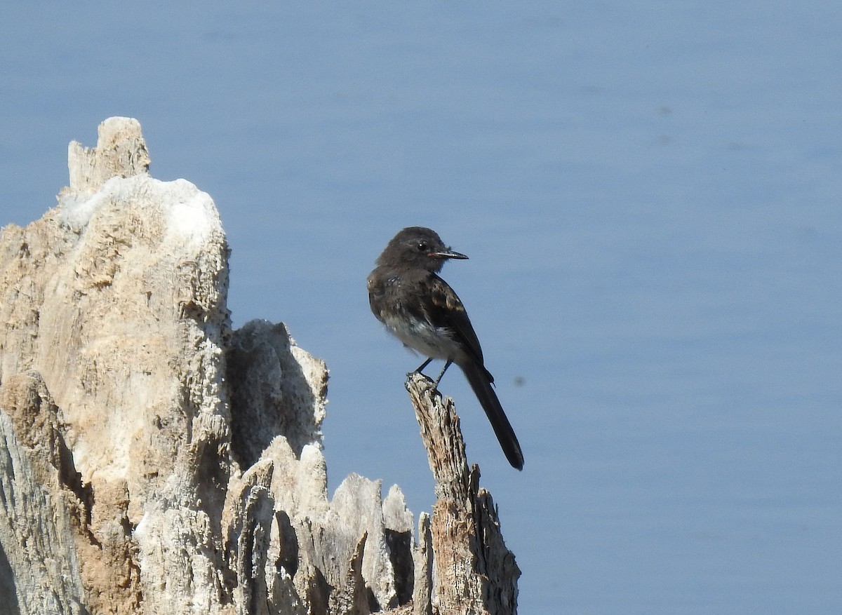 Black Phoebe - ML112611981