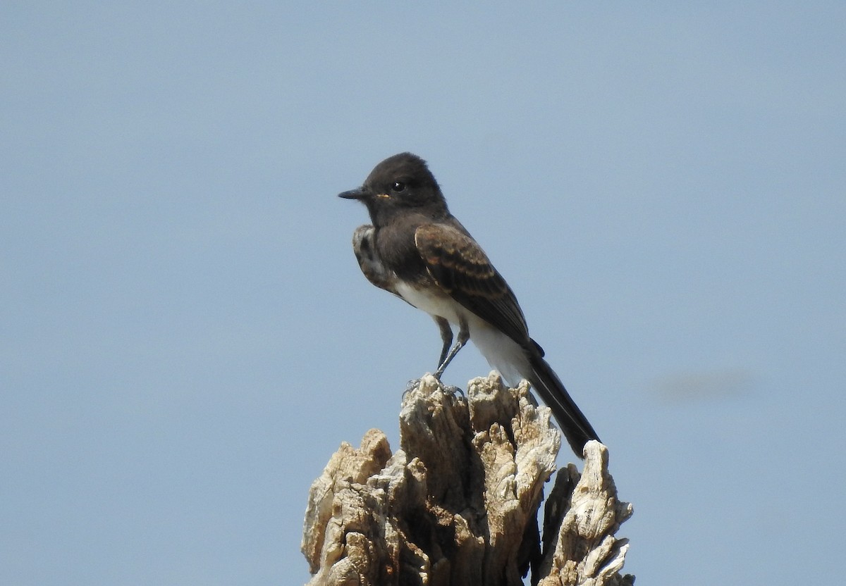 Black Phoebe - ML112611991