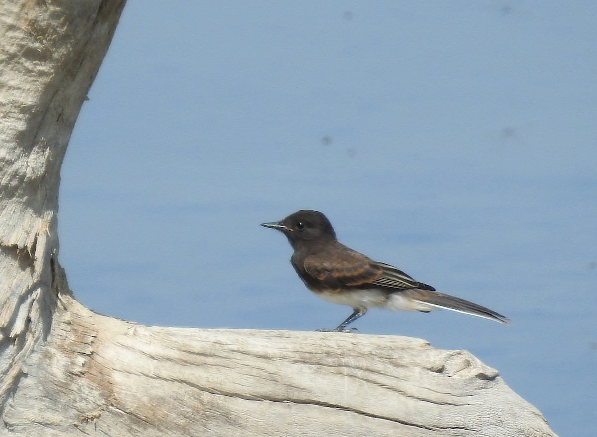 Black Phoebe - ML112612001