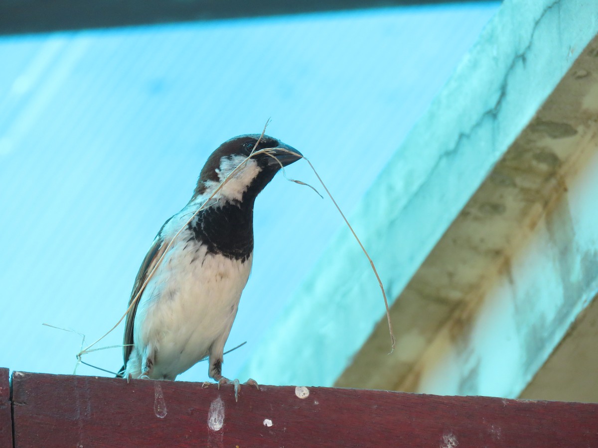 House Sparrow - ML112612561