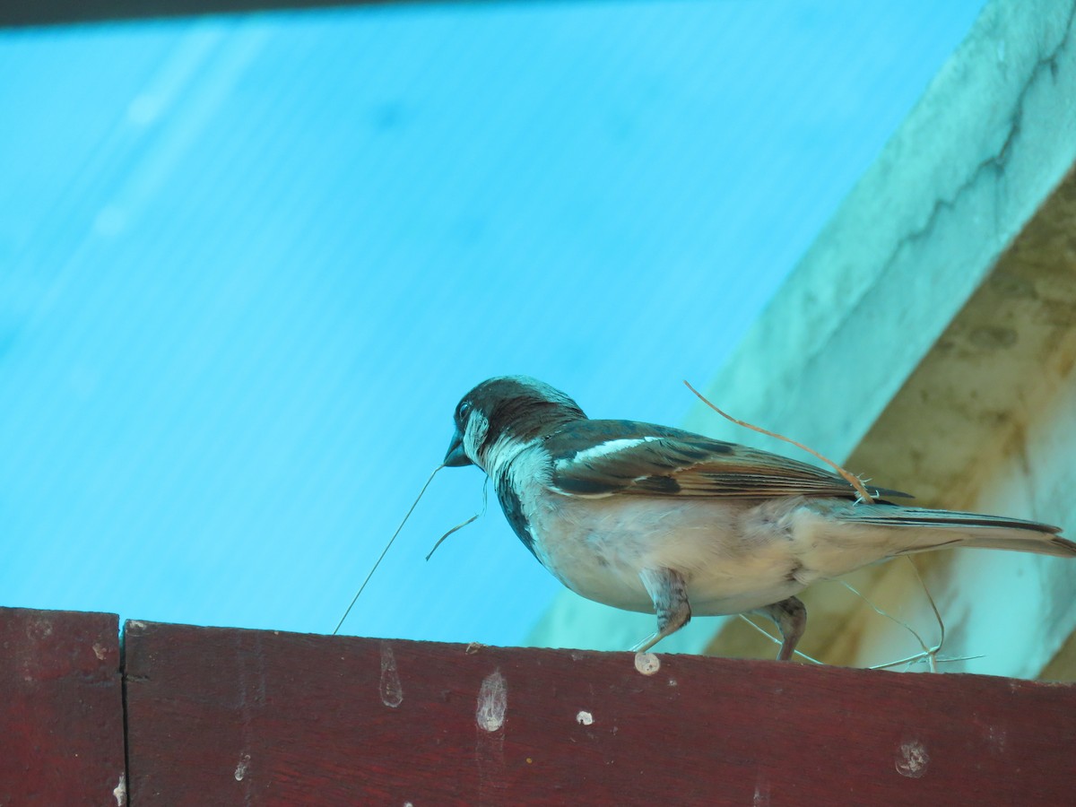 House Sparrow - ML112612571