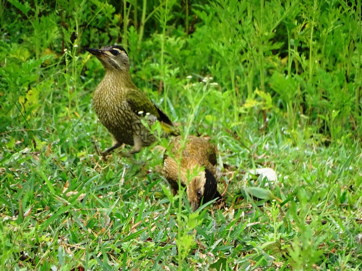 Streak-throated Woodpecker - ML112614691