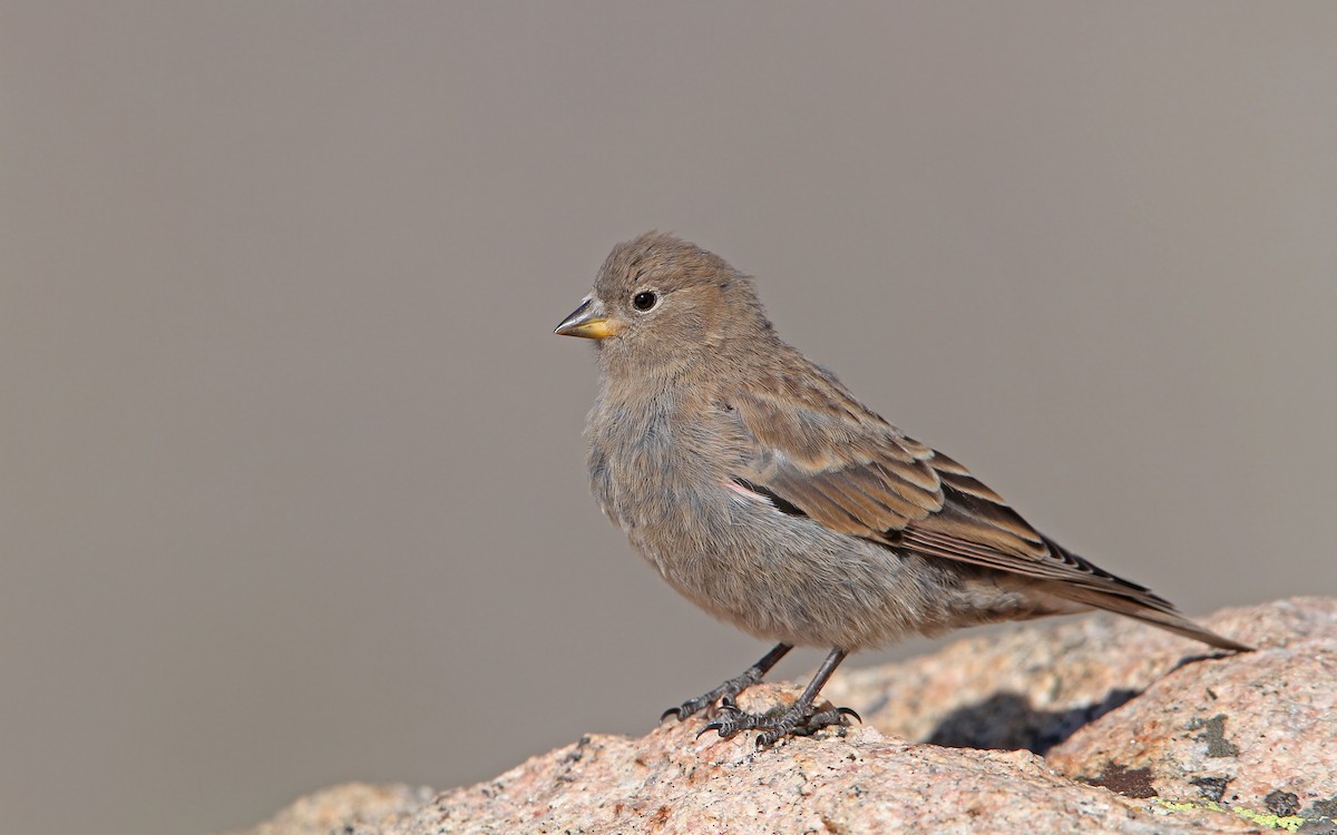 Brown-capped Rosy-Finch - ML112615871