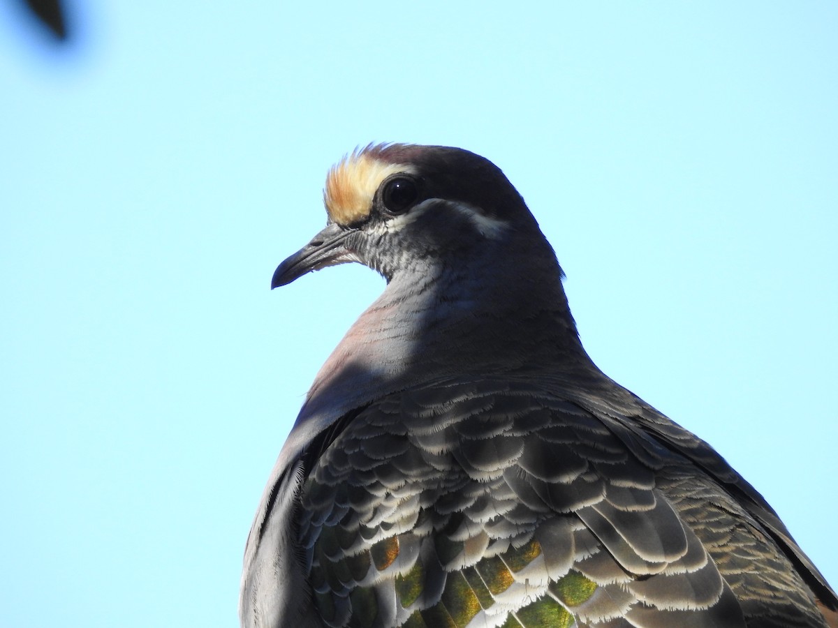 Common Bronzewing - Jeffrey Crawley