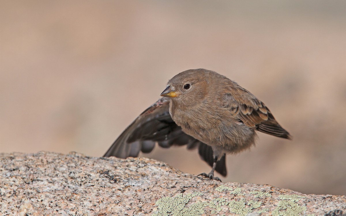 Brown-capped Rosy-Finch - ML112616551